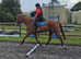 16.2hh all rounder
