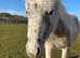 Appaloosa, Spotty, spotted pony filly to make 13.2hh