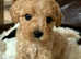 Beautiful loving Cavapoochon's
