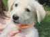 Shepadoodle Puppies *health tested parents*