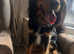 Gordon Setter seeking a new family