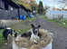 Border Collie Puppies