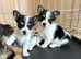 Yorkie rusell puppies
