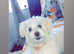 Bichon girl