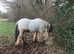 Gypsy Cob gelding 13.3hh