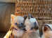 ** 2 KITTENS LEFT** Pure bred Traditional Siamese Kittens