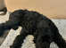 Black Russian terrier mix