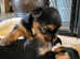 Yorkshire Terrier Male puppies from  Licensed Breeder.