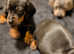Daschund puppies