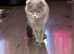 Scottish fold girl