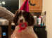 5 year old springer spaniel for sale