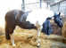 Quality Warmblood Broodmare