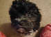 Havanese boy