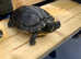 4 common musk terrapins