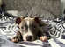 Blue staffordshire bullterrier