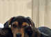 Bruno URGENT SALE!!!