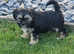 Female Shihtzu Puppy