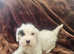 Sealyham terrier kc ready now looking for their forever homes