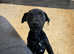 Patterjack puppy for sale