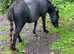 Shetland x yearling filly
