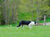 border collie male puppy