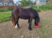 Rising 2yr old black cob gelding, standing at 12.3hh