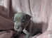 7 Stunning Blue Staffordshire Bull Terrier Puppies looking for  Forever Loving Homes