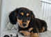 Miniature dachshund puppies