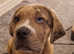 Neopolitan cross mastiff