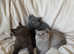 Active TICA registered kittens