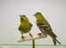 Siskin