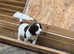 English springer spaniel puppy
