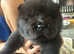 Kc registrated chunky black chows