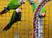 Rose Crown conures,17