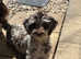 Male miniature poodle