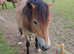 Stunning Exmoor Mare