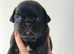 Black pug puppies
