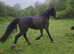 Beautiful Welsh d x filly 3 yr old