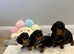 Miniature dachshund puppies