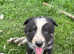 6 border collie puppies for sale