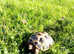 Horsefield Tortoise with certificate