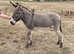 Super Irish quality donkey