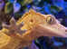 Beautiful crested gecko for sale