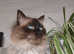 Handsome Seal Point Ragdoll for Stud services