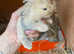 Beautiful mini lops, & Netherland Dwarf X mini Rex litters