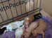 Cavalier king Charles pups