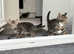 Kittens