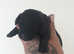 Dachhound x patterdale