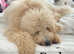 1 male Double Doodle / goldendoodle x Australian labradoodle  ready to leave