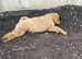 Female puppy